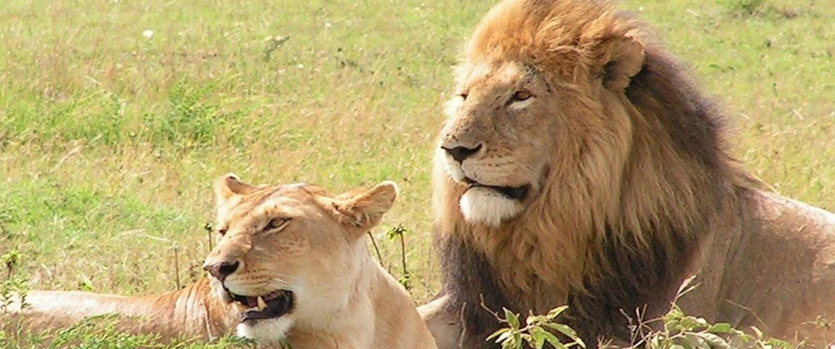 Lions in Africa Uganda