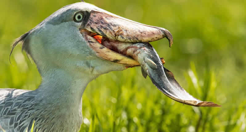 The Shoebill Stork: A Living Dinosaur