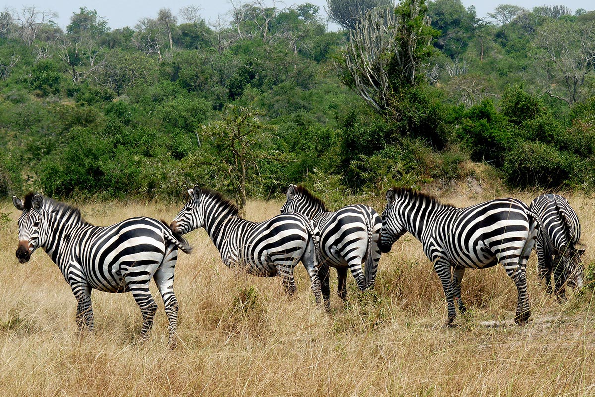 Zebra In L. Mburo National Park