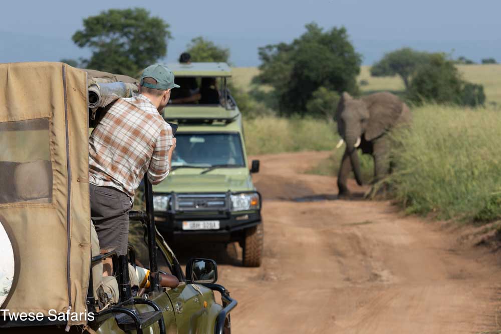 The Safari Like No Other